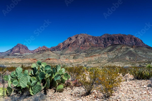 Obraz The Chisos mountains and cactus in Big Bend national park