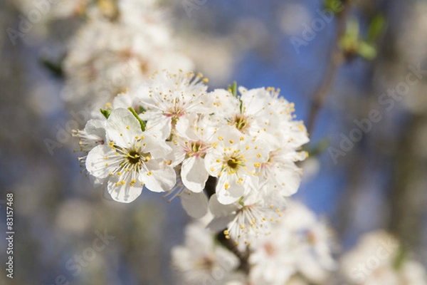 Obraz cherry tree in blossom