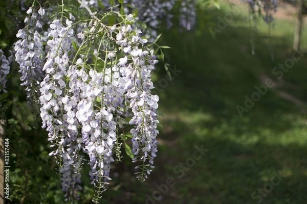 Obraz wisteria flowers