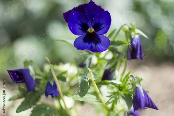 Obraz garden flowers