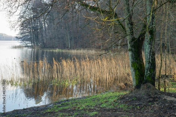 Fototapeta brzeg jeziora