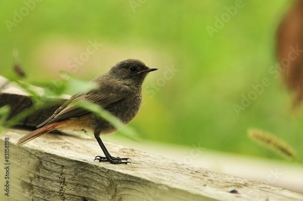 Obraz black redstart young bird