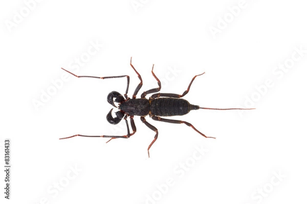 Obraz bicz skorpiona