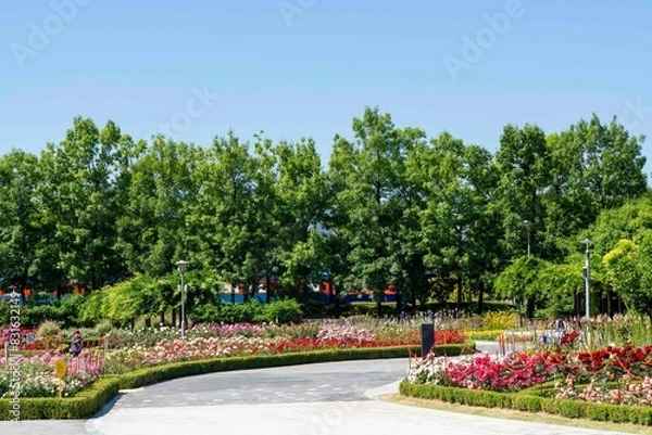 Obraz 곡성 기차마을 장미 축제장의 장미 꽃밭