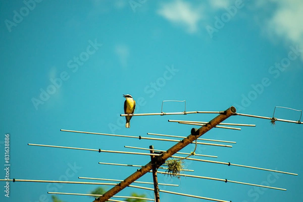 Obraz bird in the roof