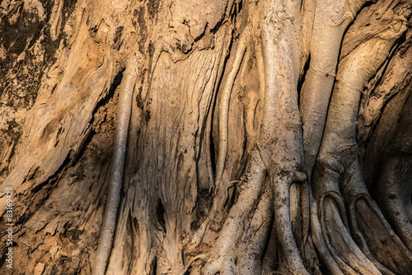 Fototapeta tree texture background