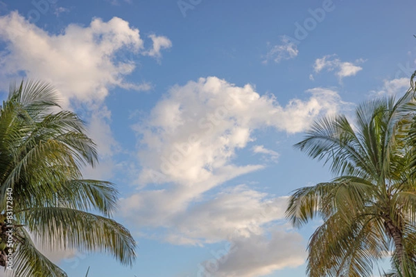 Fototapeta Wolken und Palmen