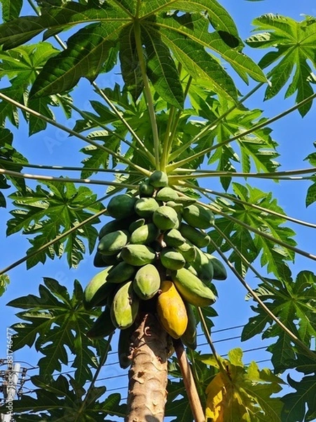 Fototapeta papaya