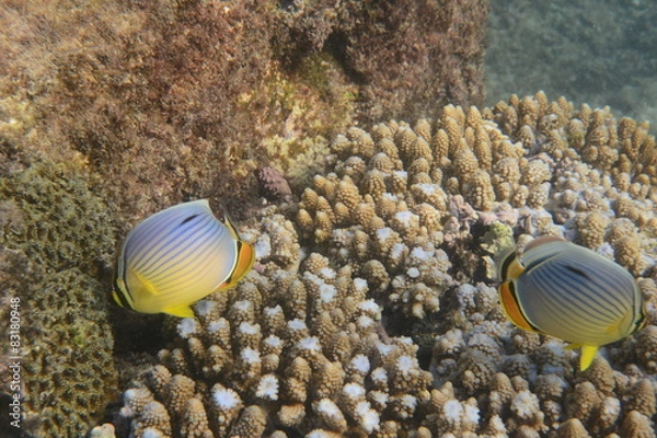 Obraz poisson récif