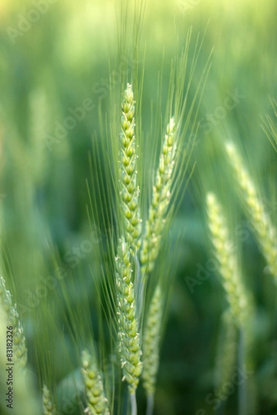 Fototapeta green wheat field background