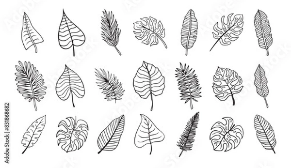 Fototapeta Botanical hand drawn exotic leave. Tropical palm leave sketch, isolated linear doodle style. 