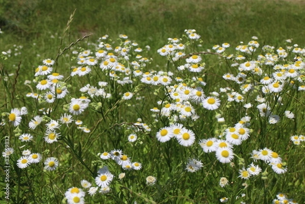 Obraz ヒメジョオン