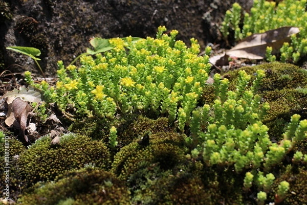 Obraz オウシュウマンネングサ