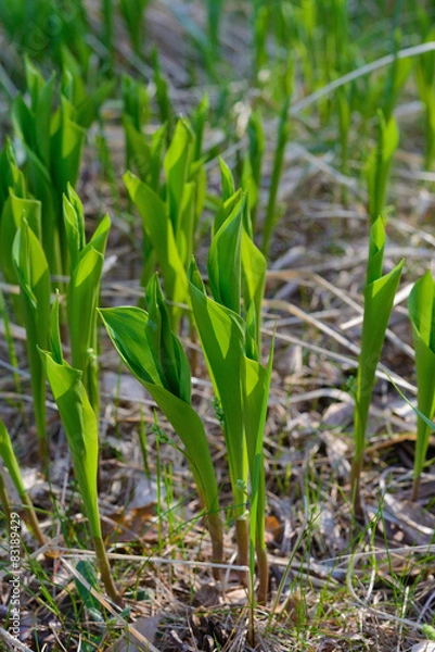 Obraz Ландыши