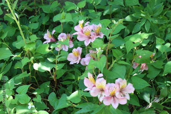 Obraz アルストロメリア