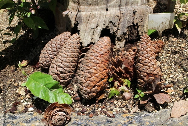 Obraz 松ぼっくり