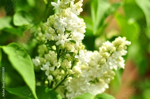 Fototapeta Białe bzy