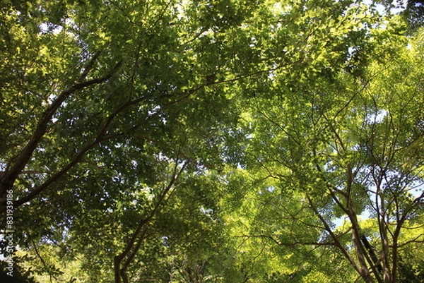 Obraz 初夏の山　青空ハイキング