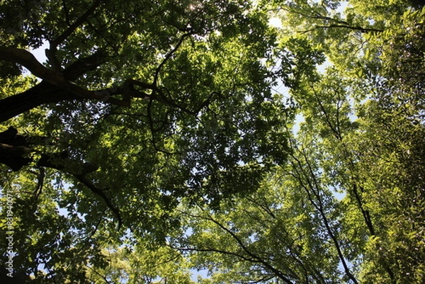 Obraz 初夏の山　青空ハイキング