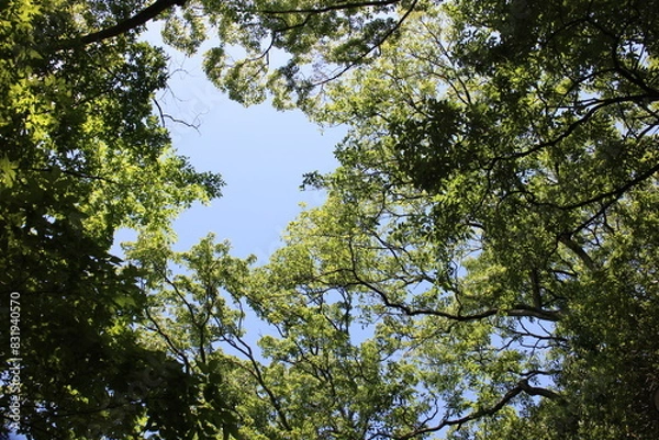 Obraz 初夏の山　青空ハイキング