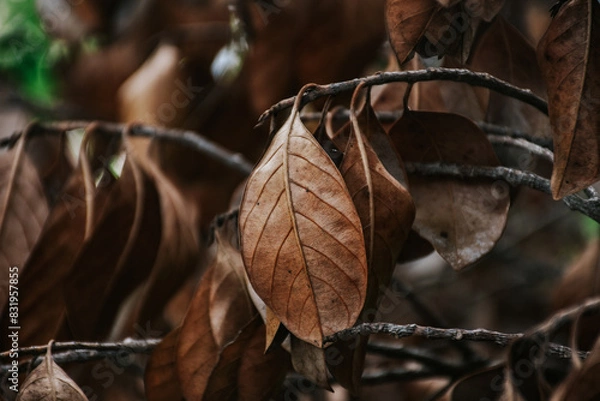 Obraz Dried leaves on the branch in autumn. dried leaves background, Autumn fall concept.