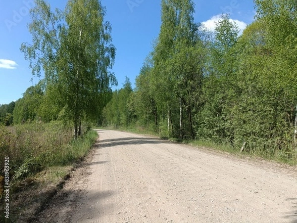 Fototapeta Rekyva forest during sunny summer day. Pine and birch tree woodland. Blueberry bushes are growing in woods. Sunny day with white and gray clouds in sky. Summer season. Nature. Rekyvos miskas.