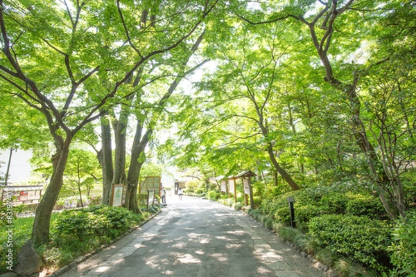 Fototapeta 新緑の葉っぱと木々