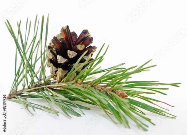 Obraz еловая ветка с шишкой