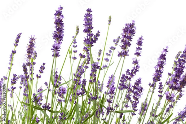 Obraz Lawenda roślina na białym tle
