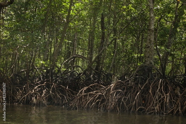 Obraz Mangroves park