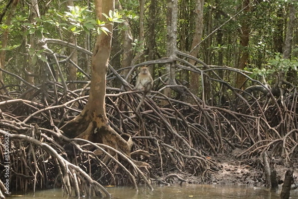 Obraz Monkey in the river