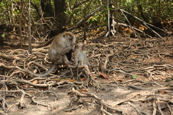 Obraz Scimpanzee mama and son