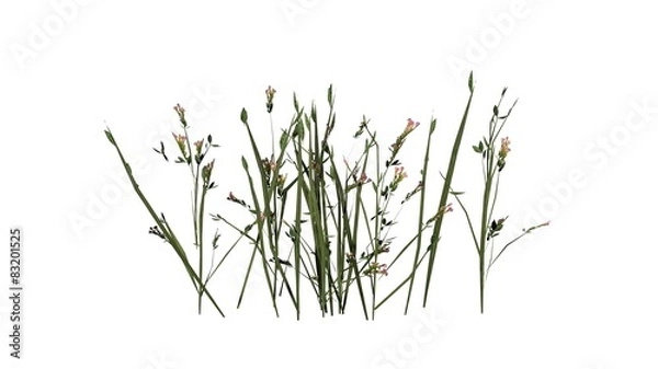 Obraz wildflowers isolated on white background