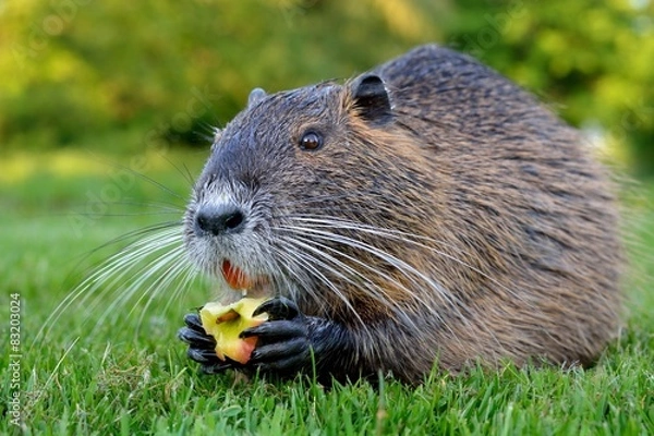 Obraz Nutria, Biberratte frisst ein Stück Apfel