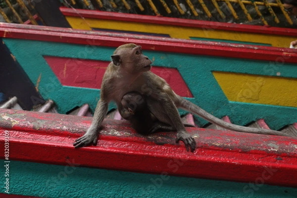 Obraz Monkey and her son, Batu Caves