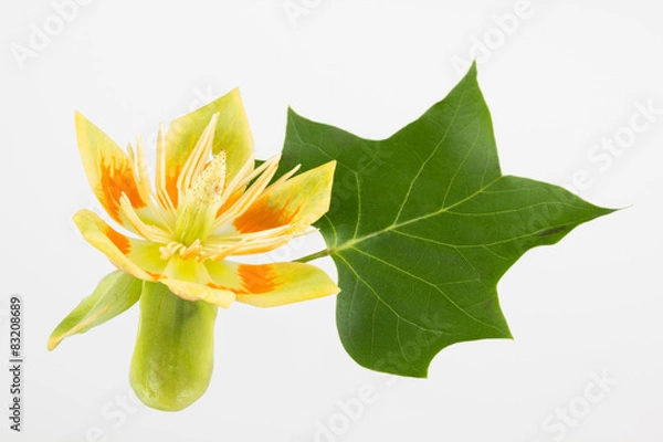 Obraz Tulip tree flower and leaf close up