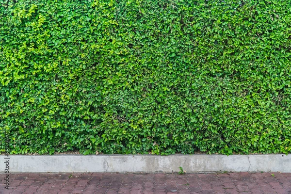 Obraz Leaves wall and concrete floor