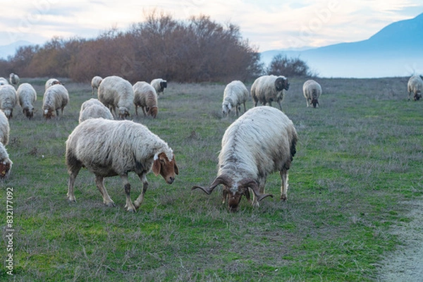 Fototapeta A flock of sheep grazing in a pasture.