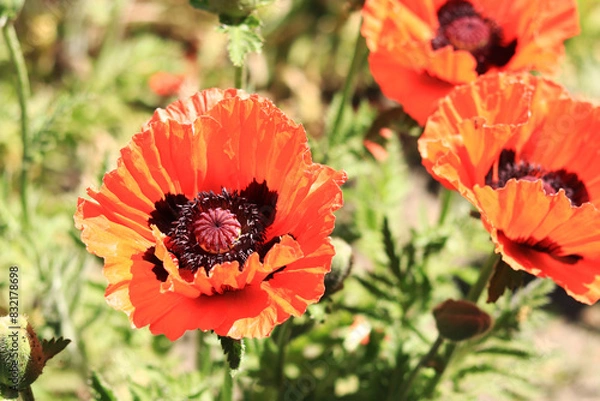 Fototapeta Close-up on a decorative red poppy flower, petals and stamens. Big flower. Natural floral background. Poppies blooming in a park or garden. Lush spring flower