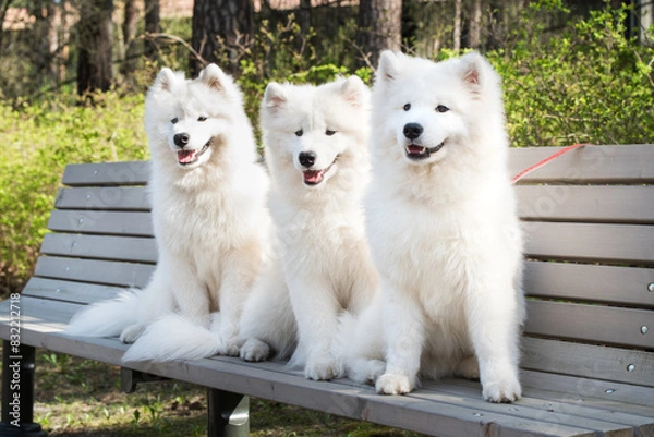 Obraz Samoyed White dogs are sitting on a bench