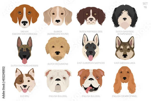 Obraz Dog head in alphabet order. All dog breeds. Colour vector design