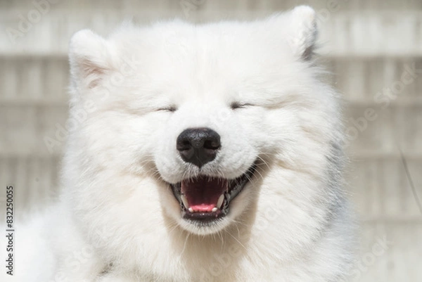 Obraz Dog smile. White Samoyed puppy dog smiles muzzle outside