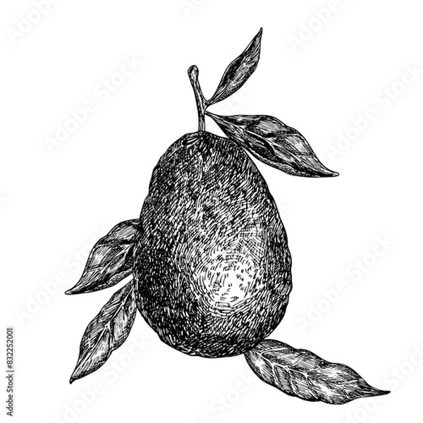 Fototapeta Avocado hass graphic vector illustration, hand drawn sketch of vegetable, leaf. Botanical drawing of tropical fruit. Engraving for food packaging design. Plant sketch