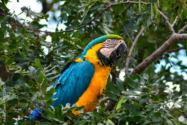 Obraz Blue and yellow Macaw