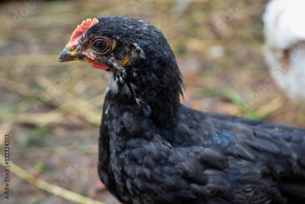 Fototapeta Black chicken close up