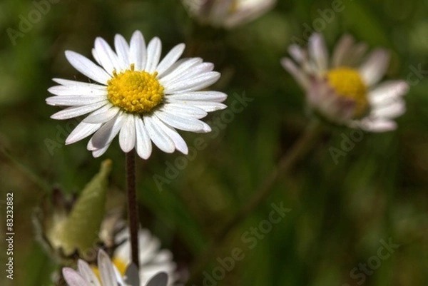 Fototapeta Daisy