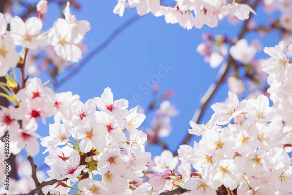 Fototapeta 青空と桜
