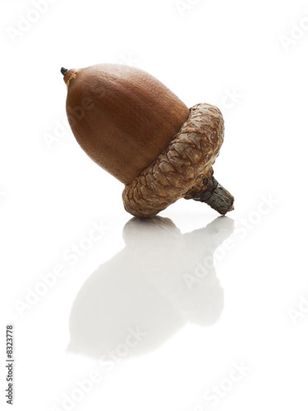 Obraz acorn
