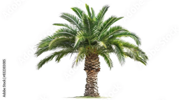 Obraz Palm tree