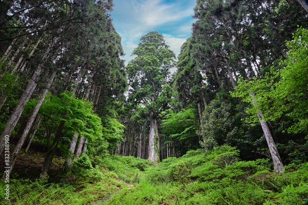 Obraz 渓谷ぞいの大きな杉